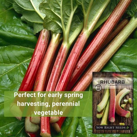 Victoria Rhubarb Seeds For Planting Sweet And Mild Market Variety Sow