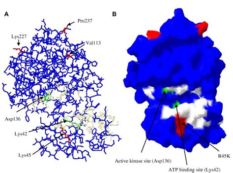 Predicted Structure Of The Kinase Catalytic Domain Of Stkp A Image