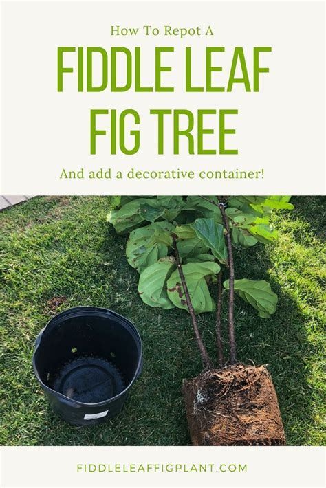 Learn How To Repot A Fiddle Leaf Fig Tree Plant And Add A Decorative