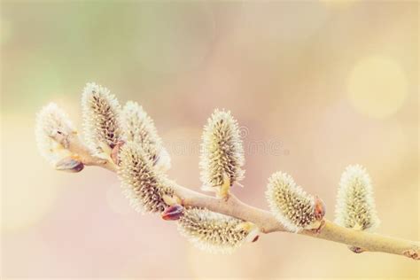 Pussy Willow Holiday Spring Background Stock Image Image Of Macro Nature 176642229