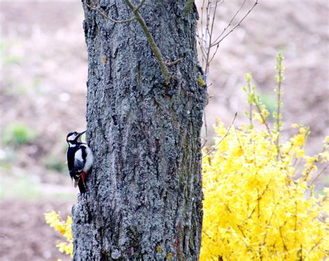 Free Images Tree Nature Branch Bird Leaf Flower Trunk France