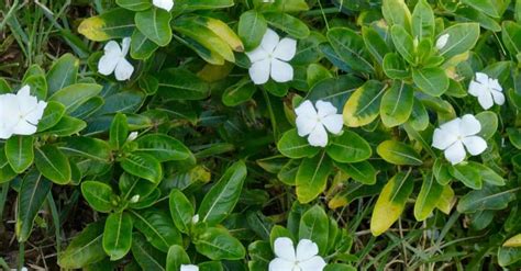 Madagascar periwinkle - how to grow and care for it