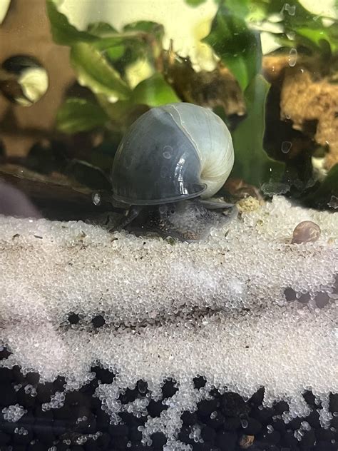 Some Of My Snails R Aquaticsnails