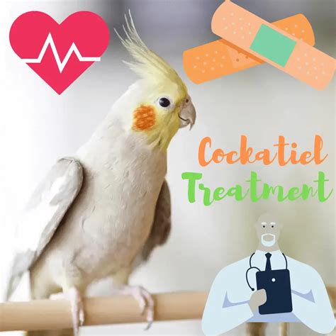 Cockatiel Treatment and preventive care - How to care for cockatiel health