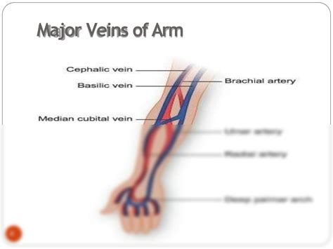 Solution Peripheral Vascular Assessment Studypool