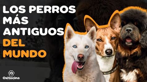 Descubre la sorprendente historia de la raza de perro más antigua en el