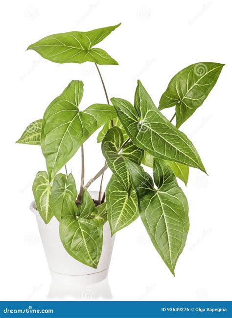 Syngonium Plant Growing Stock Photo Image Of Foliage 93649276