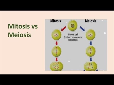 35+ Mitosis Process Diagram - MorgynCorrine