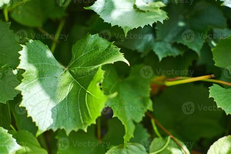 Feuilles De Vigne Feuilles De Vigne Vertes Au Jour De Septembre