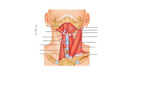 Muscles Of The Anterior Neck And Throat Diagram Quizlet