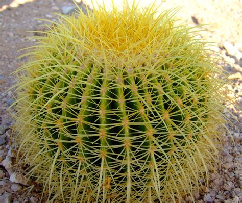 Cactus Study Golden Barrel Cactus Herbs Barrel