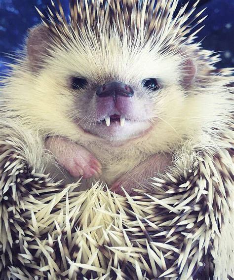 Hedgehog Teeth