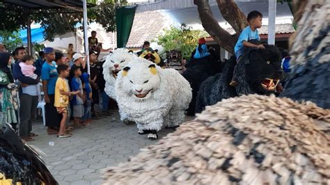 Heboh Acrobatic Macan Java Singo Raung Macan Java Singo Raung