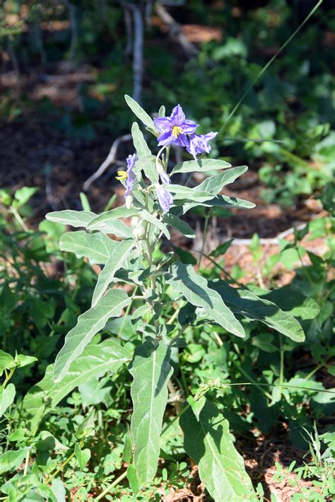 Silverleaf Nightshade Solanum Elaeagnifolium Paul Asman And Jill