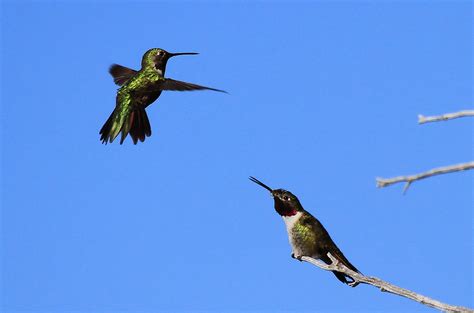 Colibri à Queue Large Incinerator Ridge Rdcatalina Moun Flickr