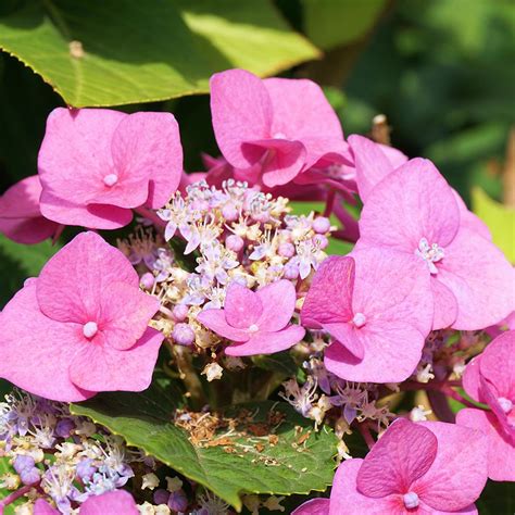 The Complete Guide To All Hydrangea Types Plant Addicts