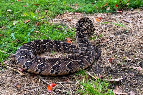 Puff Adder, a Dangerously Venomous Snake Viper from South Africa. Stock Image - Image of viper ...