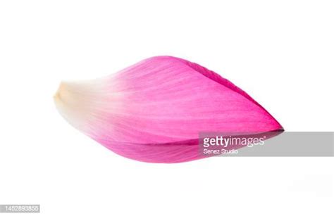 3280 Flower Float Stock Photos High Res Pictures And Images Getty