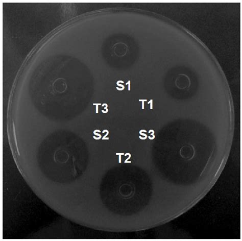 Agar Diffusion Assay Cylinder Plate Method Using A Strain Of S