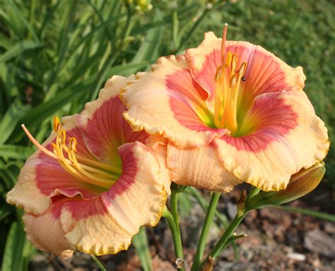 Daylily Lady Gillian