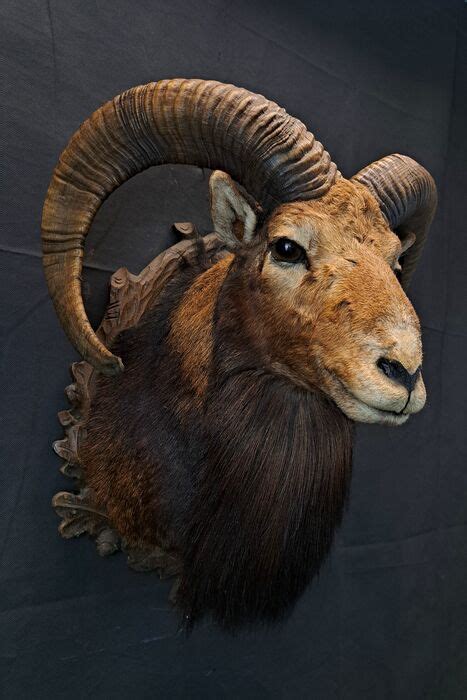 Mouflon Fine Head Mount On Carved Shield Ovis Catawiki