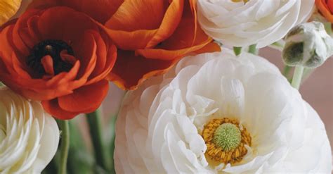 A Bouquet of Poppy Flowers · Free Stock Photo