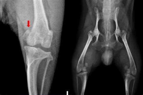 Luxaci N Rotuliana Y Cojera En Los Perros Qu La Produce Y C Mo Tratarla