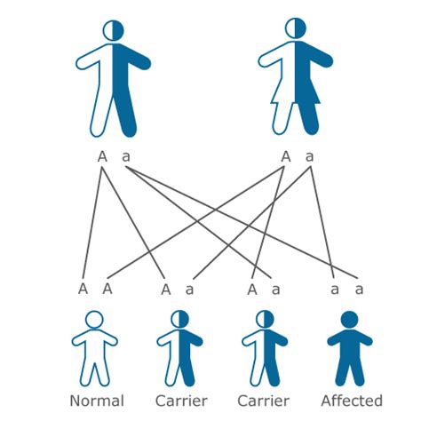 Inheritance: Inheritance Pattern Of Cystic Fibrosis