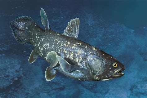 Extinct Fish Species That Existed Over Million Years Ago Found