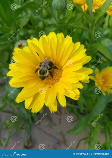 Bumblebee On Yellow Daisies Stock Photo Image Of Eating Bumblebee