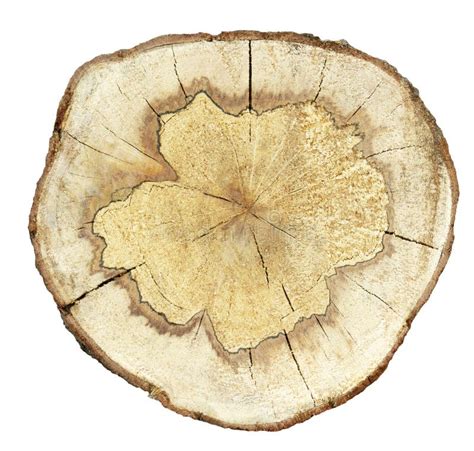 Cross Section of Tree Trunk Isolated Stock Photo - Image of timber, trunk: 195495306