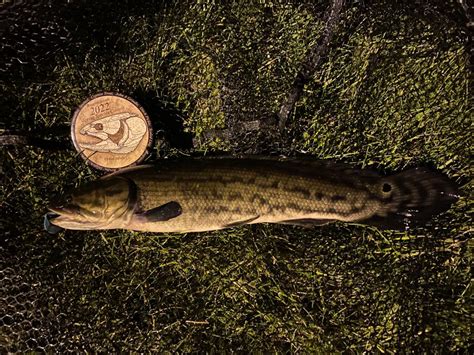 Bowfin