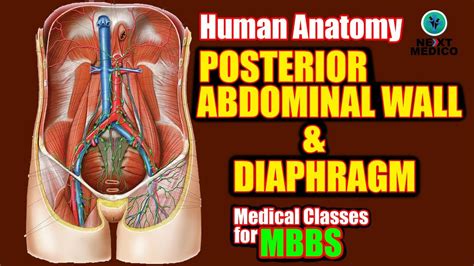 NEXT MEDICO MBBS Posterior Abdominal Wall Diaphragm Lecture 17