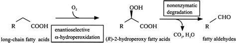 SCHEME 1 The Enantioselective Hydroperoxylation Of Long Chain Fatty