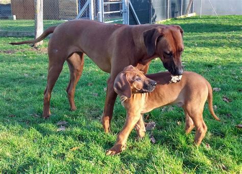 Chien Elevage De La Ligue Du Staff N Co Eleveur De Chiens Rhodesian