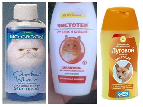 Шампуни от блох для кошек и котят: как и какой лучше выбрать