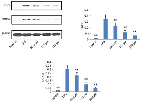 Effects Of Imperatorin On Expression Levels Of Inos And Cox‑2 In Raw