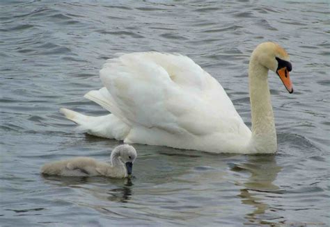 swan and cygnet - HD Wallpapers