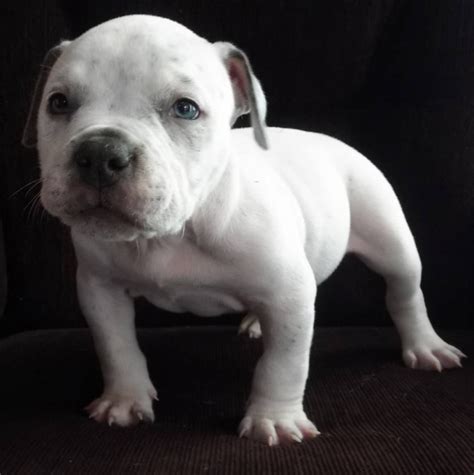 American Bully Pocket Filhote Praia De Maresias Pitbull American