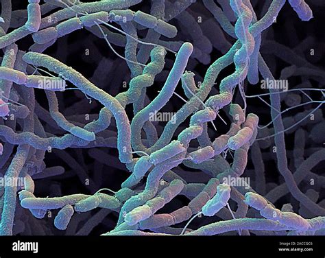 Bacterias Streptomyces Color An Lisis Micrograf A De Electrones Sem