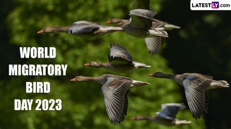 World Migratory Bird Day 2023 Date And Theme Know History And