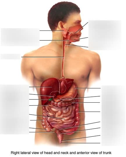 Digestive Tract Diagram | Quizlet