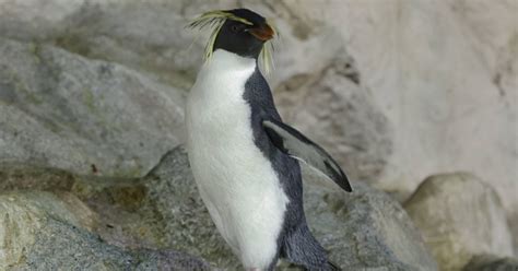 Northern Rockhopper Penguin Bird Paradise Mandai Wildlife Reserve