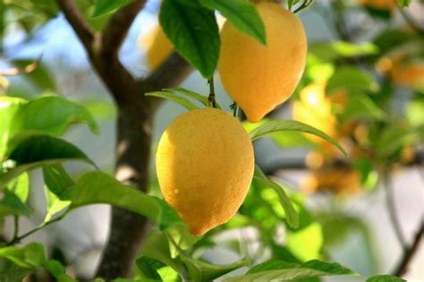 Лимон в домашних условиях - HappyModern.RU