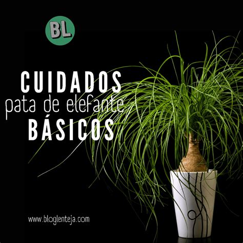 La Beucarnia Explicaciones Y Sugerencias Plantas