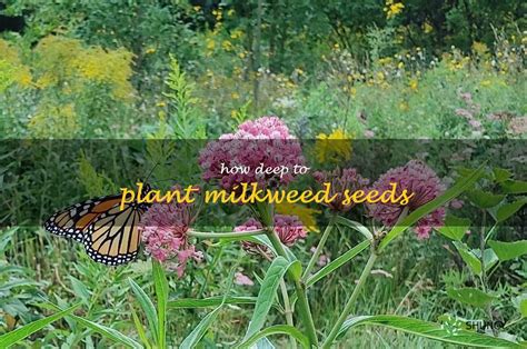 The Secret To Successful Milkweed Germination Planting Depth For