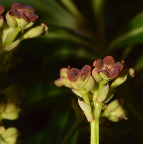 Euphorbia mellifera (Introduced- UK) – eFlora of India