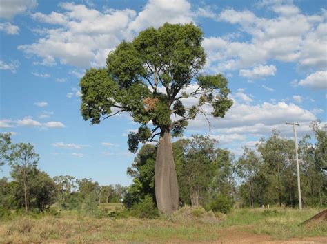 Деревья в австралии названия - 87 фото