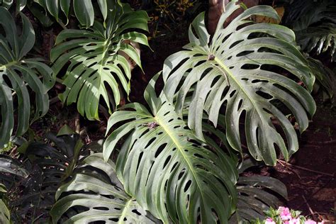 C Mo Cuidar La Planta Costilla De Ad N O Monstera Deliciosa Gu A F Cil