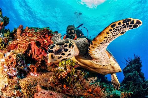 Descubre El Buceo Para Principiantes Playa Del Carmen Viator